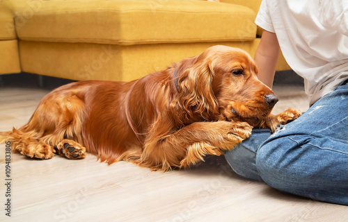 Faithful English spaniel and boy. Dog lover (owner) with his furry, red companion (friend, animal) in the room.