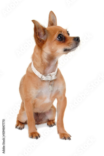 chihuahua puppy dog is sitting on a white background