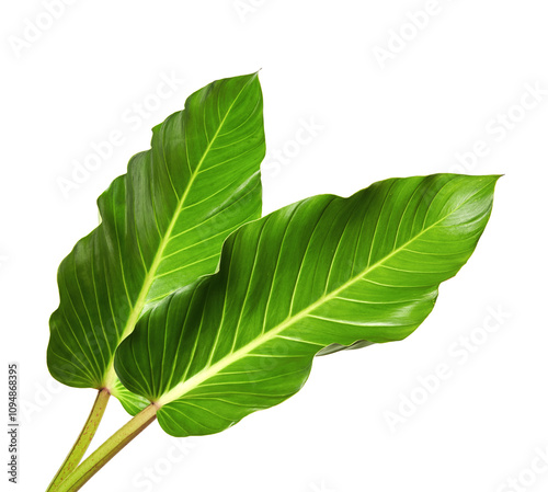 Calathea ornata (Pin-stripe Calathea), tropical foliage plant leaves isolated on black background, with clipping path