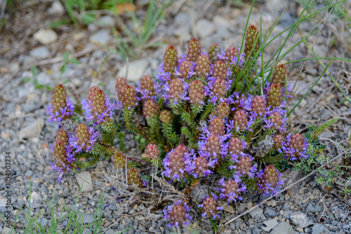 PLANTA Y FLOR DE TOMILLO REAL (Coris Monspeliensis)