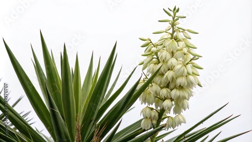 White Yucca flower in bloom with green leaves, white, garden, drought, yucca, desert plant