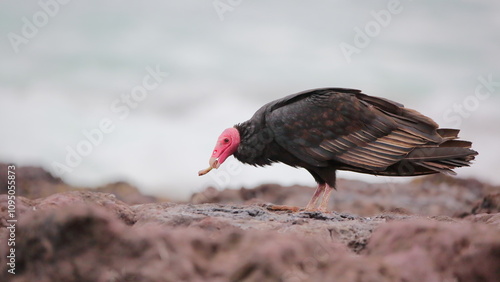 Turkey Vulture feeding on a bone - Jote de Cabeza colorada alimentándose de un hueso. Cathartes aura jota