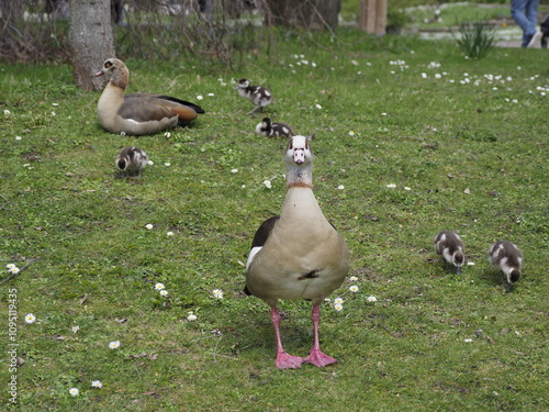 Wilde Enten