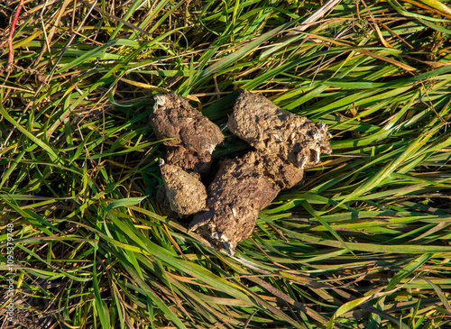 Close-up of jackal droppings on the ground