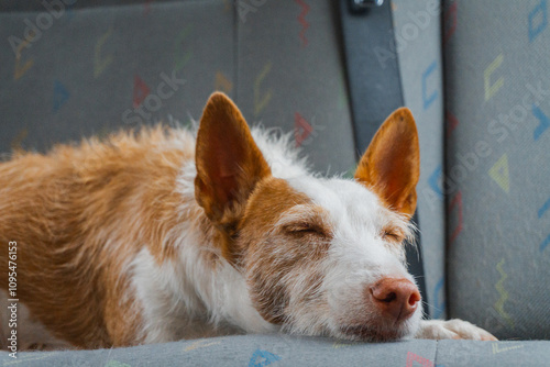 Podenco pequeño durmiendo sobre el asiento de una furgoneta, el perro es de color blanco y marrón, capturado mientras duerme en una furgoneta camper. Está relajado.