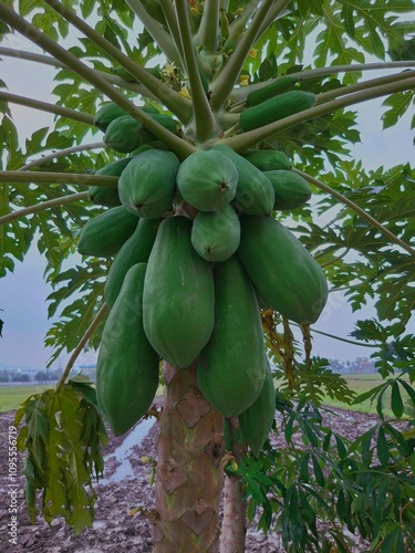 Papaya trees grow abundantly in the countryside 