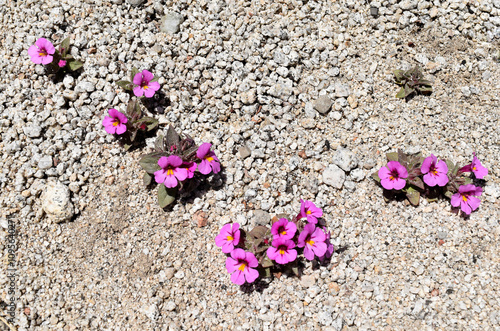 Dwarf Purple Monkeyflower (Mimulus nanus) blooms on the Carson Range of Nevada. 