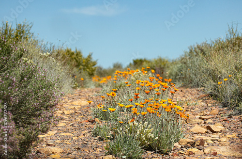 Blütenpracht in der Kagga Kamma