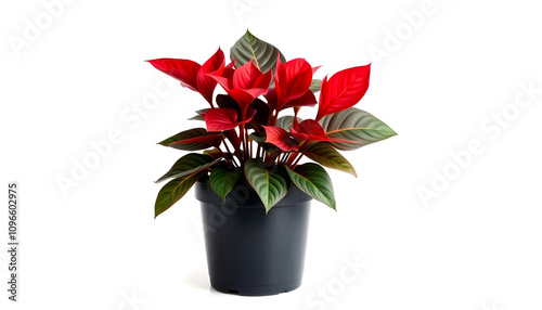 Begonia boliviensis or Dragon Wing Red growing in black plastic pot highlighted by white included clipping path isolated highlighted by white, png