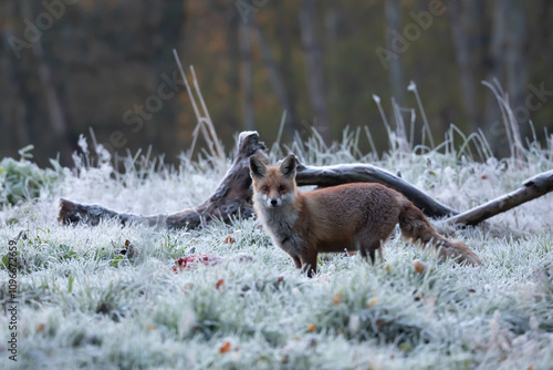 Lis rudy , lis pospolity (Vulpes vulpes)