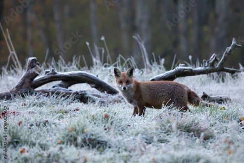 Lis rudy , lis pospolity (Vulpes vulpes)