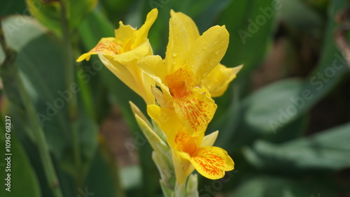 Yellow King Humbert (Canna Flower) in Full Bloom