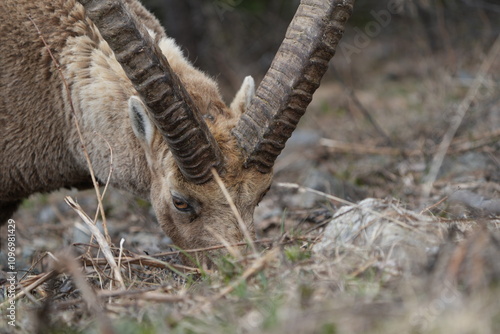 close up of a male steinbock in pontresina, graubuenden, ibex portrait close up - herd of ibexes in grisons, capricorn capra