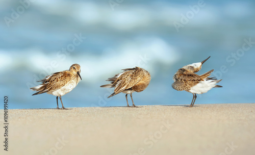 Biegus zmienny (Calidris alpina)