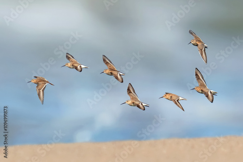 Biegus zmienny (Calidris alpina)