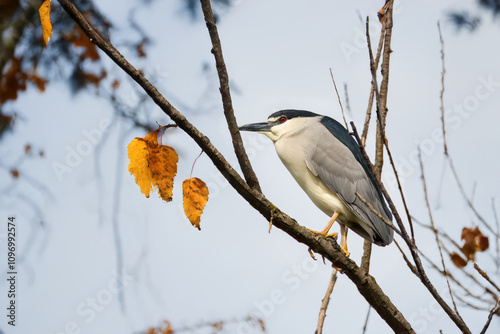 Un airone notturno (Nycticorax) appollaiato su un ramo rimane immobile, riposandosi dopo una buona cattura.