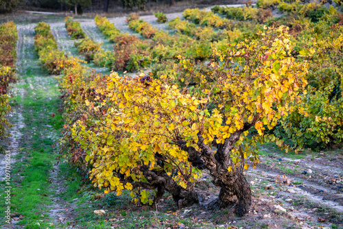 autumn vineyards of Ribera del Duero, near Valbuena de Duero, Valladolid, Autonomous Community of Castile and Leon, Spain