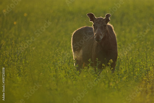  Łoś (Alces alces) moose