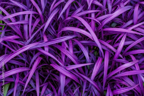 Distinctive violet grass with an appealing design