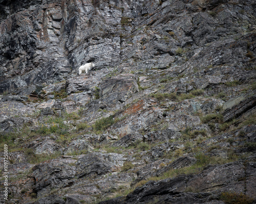 An Environmental photograph of a Mountain Goat in Glacier National Park in Montana. 