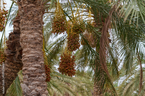 Palm trees on which dates grow abundantly