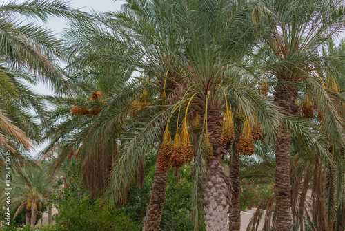 Palm trees on which dates grow abundantly