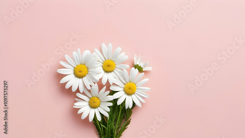 Minimal styled concept. White daisy chamomile flowers on pale pink background. Creative lifestyle, summer, spring concept. Copy space, flat lay, top view