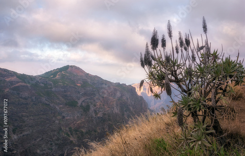 Pico do Arieiro