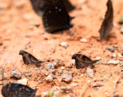 Libythea myrrha sanguinalis.Closeup Club Beak butterflies sucking mineral from soil. There will be a lot of them at beginning of rainy season every year. And found mostly in forest areas of Thailand.