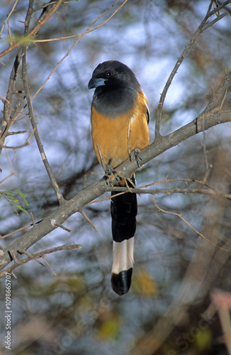 Pie vagabonde, Témia vagabonde,.Dendrocitta vagabunda, Rufous Treepie, Inde