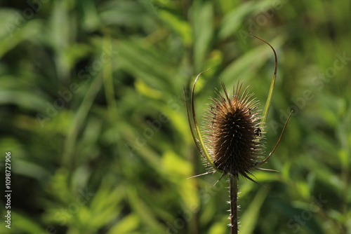 Close up of a Wild Teasel (Dipsacus fullonum) that is dried. Dry wild teasel. Beautiful floral background. Beautiful autumn background 