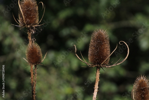 Close up of a Wild Teasel (Dipsacus fullonum) that is dried. Dry wild teasel. Beautiful floral background. Beautiful autumn background 