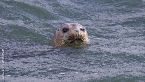 sea lion in Monterey Bay