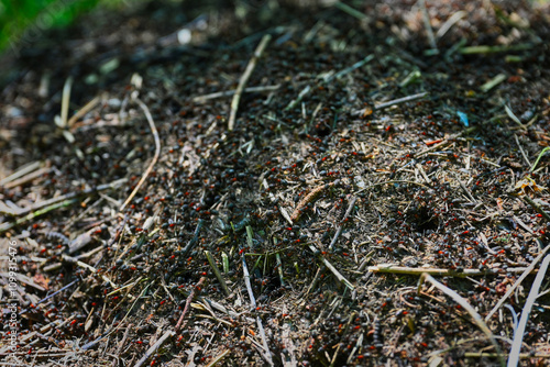 Forest ants build a large anthill