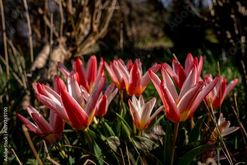 Vibrant Tulips in Sunlit Garden