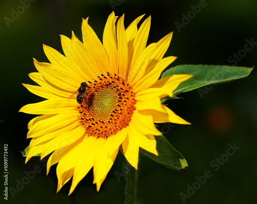 hoverfly on sunflower