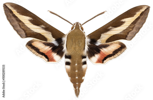 The bedstraw hawk-moth - Hyles gallii (Rottemburg, 1775)