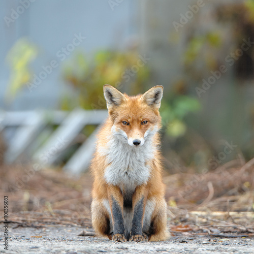 A fox that lives among people. Synurbization - adaptation of animal wildlife to urban development