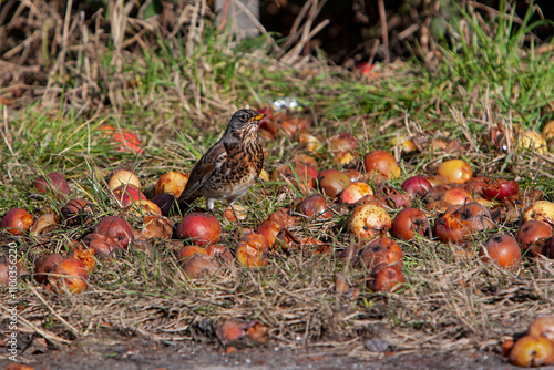 Adult fieldfare (turdus pilaris) on ground between red apples, feeding on apples during Autumn bird migration