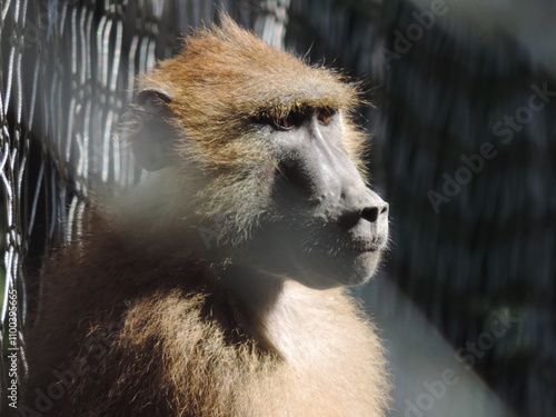 Un mono pensativo en el zoologico