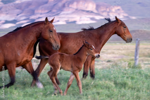 Caballos