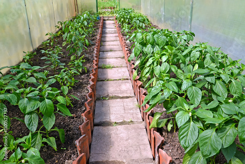 Growing sweet peppers in a greenhouse made of cellular polycarbonate