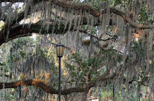 The lantern under the oak tree - Savannah, Georgia