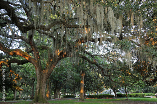 Spanish moss draped oak - Savannah, Georgia