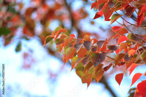 日本の秋の紅葉は、私の心を穏やかにする。