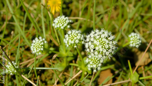 Crambe tataria is a plant up to 1 m tall which has a naturally spherical shape when flowering . It grows scattered in the warm open steppes. Pouzdranska step - Kolby, Czech Republic