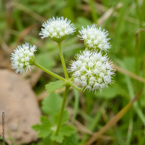 Crambe tataria is a plant up to 1 m tall which has a naturally spherical shape when flowering . It grows scattered in the warm open steppes. Pouzdranska step - Kolby, Czech Republic