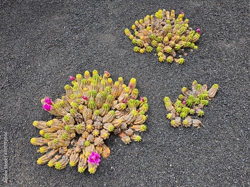 Trois touffes de cactus Echinopsis chamaecereus, aux segments tubulaires parsemés de petites épines, présentent des touches de jaune vif et des fleurs roses éclatantes, posées sur un sol volcanique