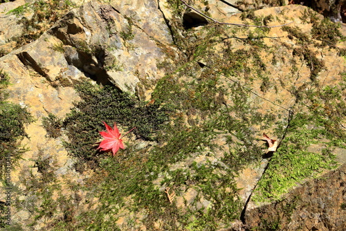 苔の生えた岩の斜面に落ちてきて引っかかった赤いもみじの葉