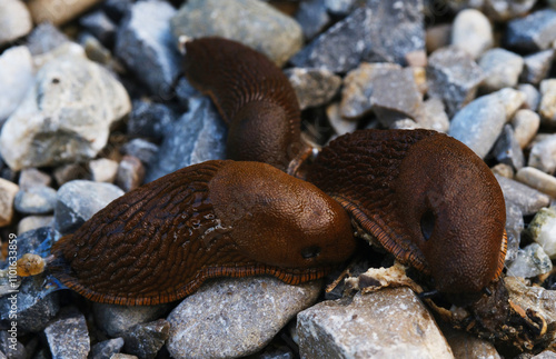 Close-up image showing three brown slugs on gravel, detailed texture of their bodies and pebbles, emphasizing the simple life forms in their natural habitat setting.